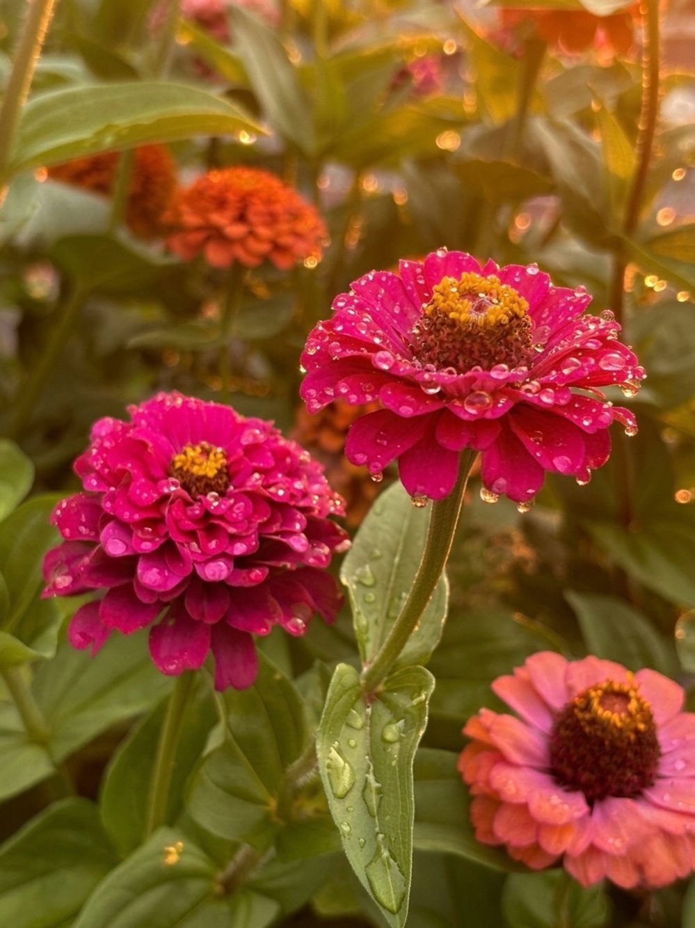 Vivid Pink Zinnia Photography Print - Home Art